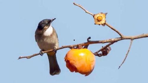 鸟类秘闻在线观看,在线观看探索未知世界  第3张